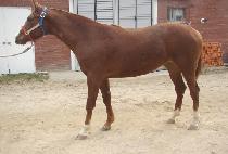 ������ (EPONA) ����