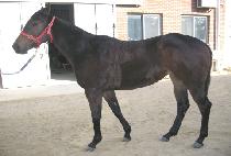 ���Ѿ˸� (ETOILE) ����