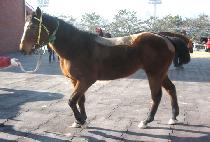 �Ҷ�� (BULAVA) ����