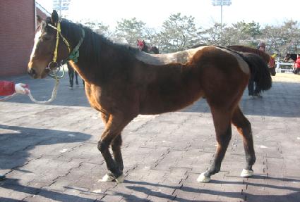 �Ҷ�� ����