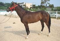 ����Ʈ (ELITE) ����