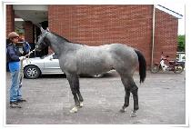 �̱⸮ (IGIRI) ����