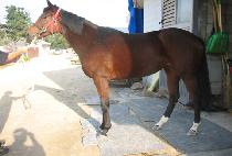 ������Ʈ (WONDER HEART) ����