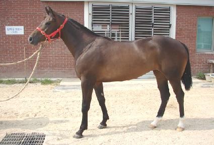 �����÷��� ����