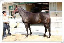 ���帶���� (RED MASTER) ����