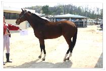 �ߺ��� (BALBORA) ����