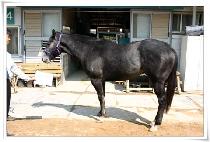 �������ڸ� (JEWANGUIJARI) ����