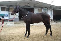 �������� (DANCING JOY) ����