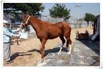 ���� (SEORIN) ����