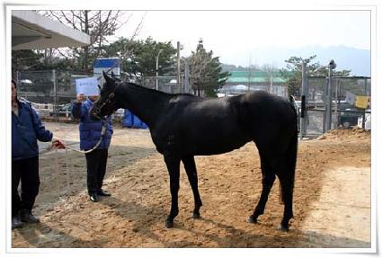 ����Ī�ھ� ����