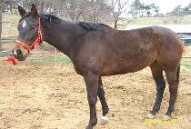 �ɸ��޽� (KERMES) ����