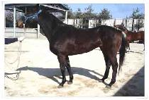 ��Ʈ (MATTE) ����