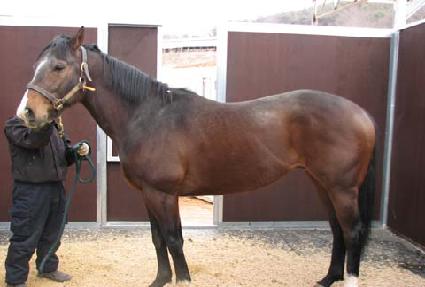 ����Ĺ ����