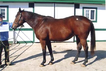 �پ߸�彺���Ĵ� ����