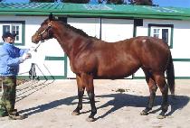 �Ƴ��������� (HONOR PRINCESS) ����