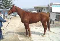 ��ö�� (GANGCHEOLGWON) ����