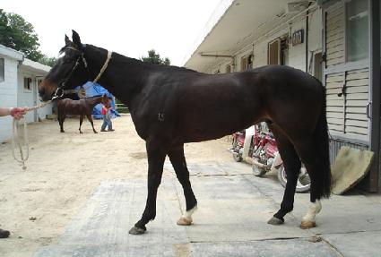 ����õ�� ����