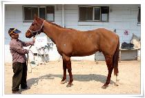 ������ŷ (SAKURA KING) ����