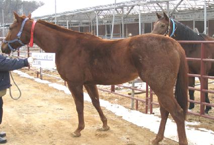 ���巹�̵� ����