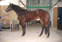 DEVILISH SPEED picture