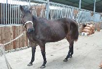 ī����Ĺ (CARSON��S CAT) ����