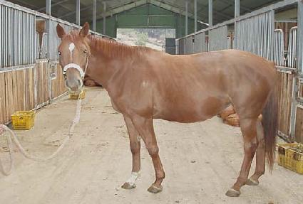 ���������̵� ����