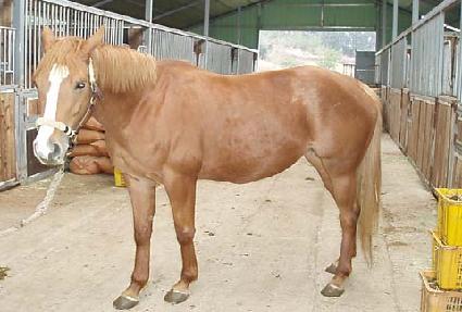 ������Ű ����