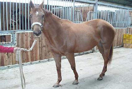 �Ӵ�Ʈ����Ʈ ����