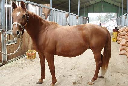 ���������罺 ����