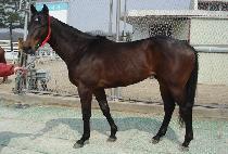 �������̳����� (PRINCE MINARDI) ����