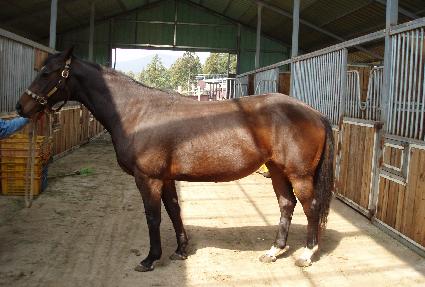 �佺Ƽ����� ����