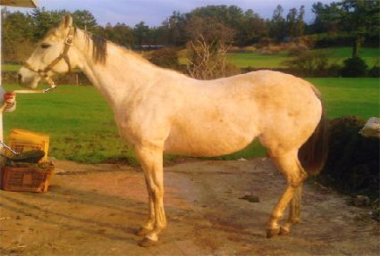 �м�����Ʈ ����