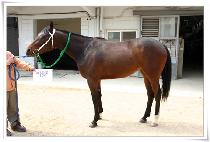 �����ٿ� (QUEEN��S BOW) ����