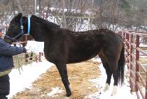 īƮ�������ǹ� (KATRINA��S FEVER) ����