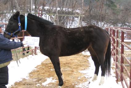 īƮ�������ǹ� ����