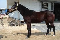 ���ŷ (TOBOUGG KING) ����