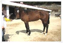 Ȳ�� (HWANGNEUNG) ����