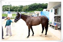 ������ǳ (SUJIKDOLPUNG) ����