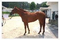 �ΰ�Ƽ�� (BUGATTI GIRL) ����