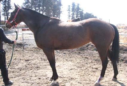 �޴�ü�� ����