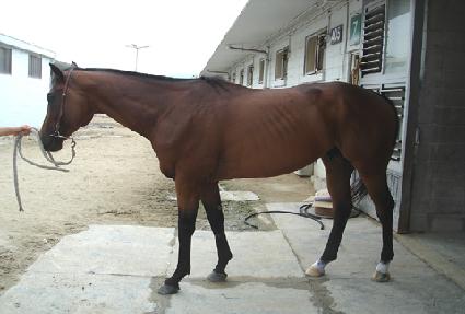 ����� ����