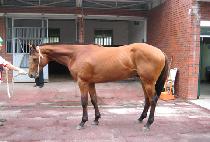 �𵨽�Ʃ��Ʈ (MODEL STUDENT) ����