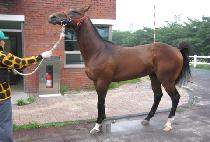 ���ڽ� (DON BOX) ����