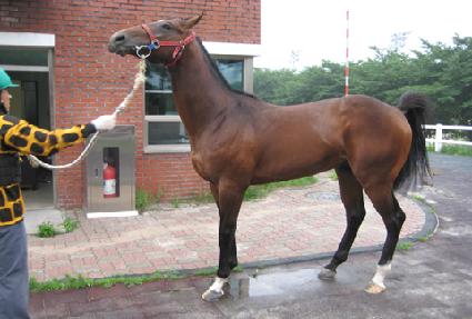 ���ڽ� ����