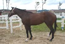 ����ũ����޸�ī (WAKEUP AMERICA) ����