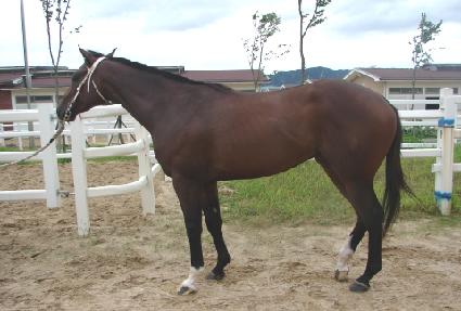 ����ũ����޸�ī ����