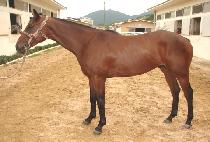 �����½���� (ORION��S GOLD) ����