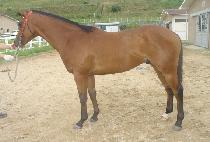 �ȷ��� (PALES) ����