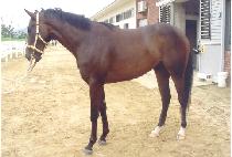 �����Ľ� (SNUCKUMS) ����