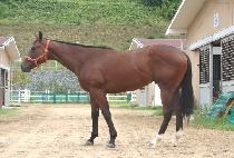 Ÿ�̰ŷ����� (TIGER RAISE) ����